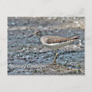 Postales solitarias de Sandpiper
