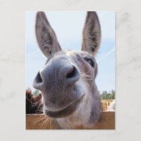 Postales sonrientes de burro