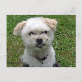 Postales sonrientes de la cruz de perro caniche