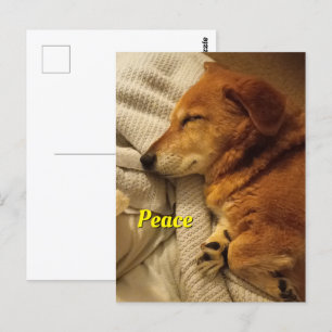 Postales sonrientes para perros