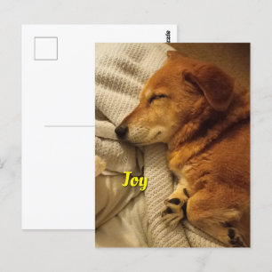 Postales sonrientes para perros