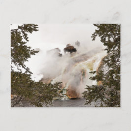 Postales Steamy Bison