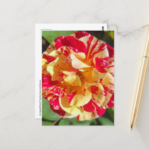 Postales variadas de rosa roja y amarilla