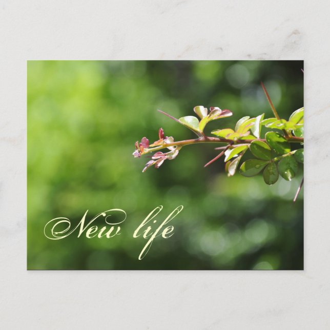 Postales verdes (Anverso)