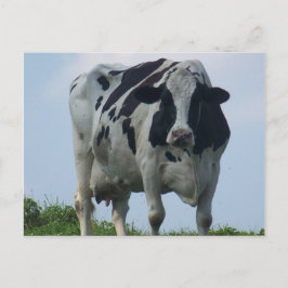 Postales VERMONT DAIRY COW