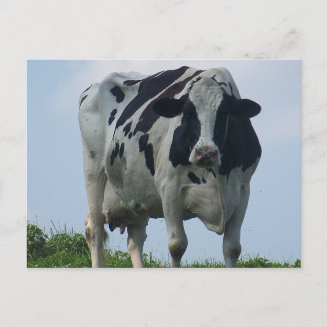 Postales VERMONT DAIRY COW (Anverso)