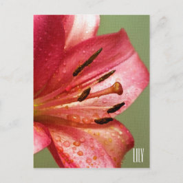 Postales verticales de Lily