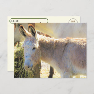Postcross - Adorable tarjeta postal de burro