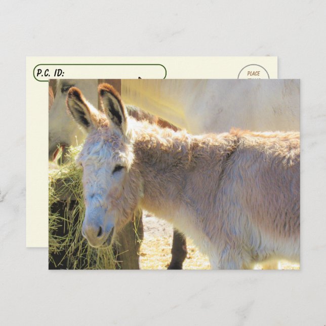 Postcross - Adorable tarjeta postal de burro (Anverso / Reverso)