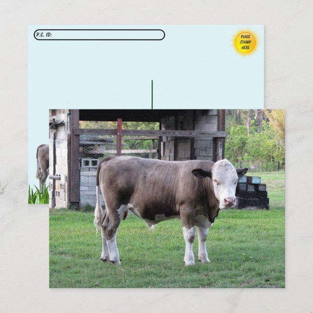 Postcross - este toro significa Postal empresa (Anverso / Reverso)