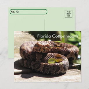 Postcross - la postal de Florida Cottonmouth