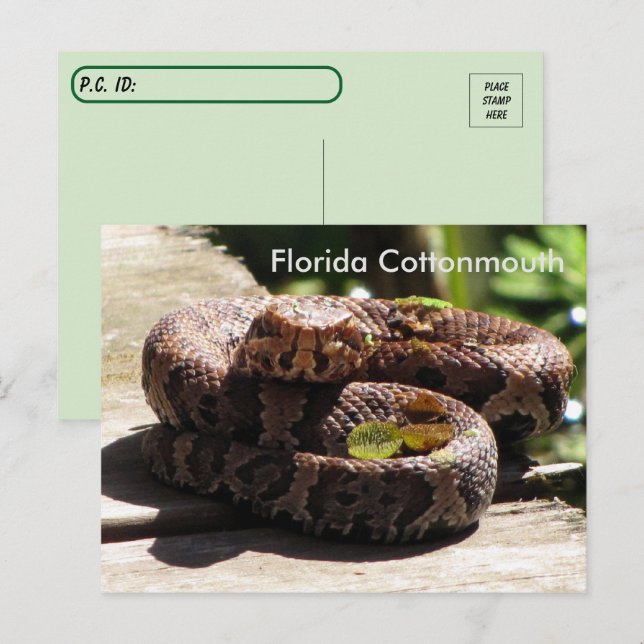 Postcross - la postal de Florida Cottonmouth (Anverso / Reverso)