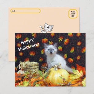Postcross - postal de Halloween en Savannah - gato