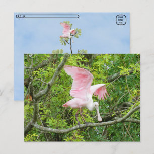 Postcross - postal roseate Spoonbill