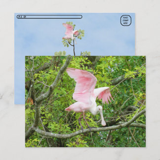Postcross - postal roseate Spoonbill