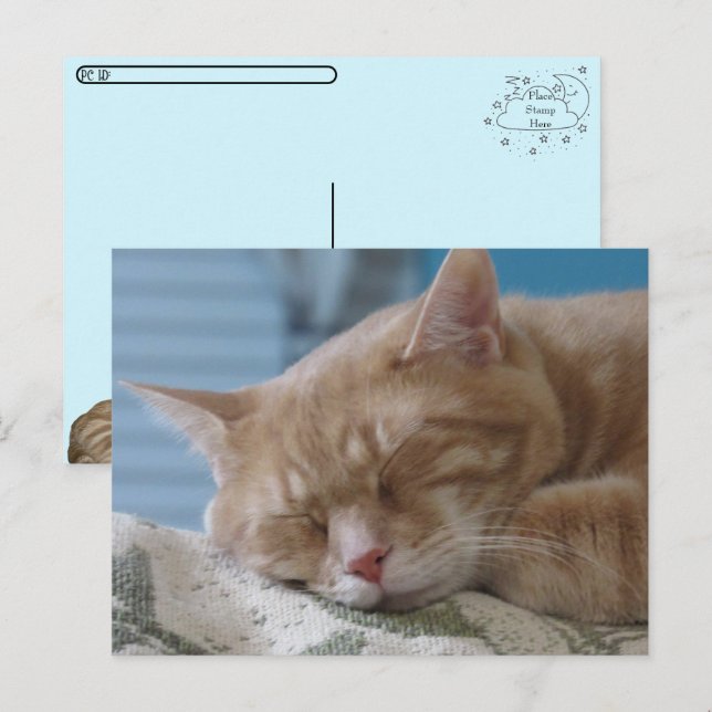 Postcross - Sleepy Kitty Taz - postal de gato (Anverso / Reverso)