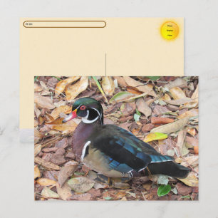 Postcrossing - Tarjeta postal de pato de Carolina