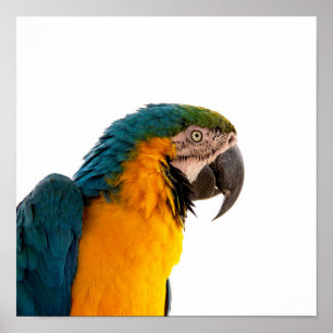 Póster