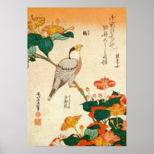 Póster オ ロ・ナ バ に 小 鳥 de la 北 de la rúbrica de Aves y Mira