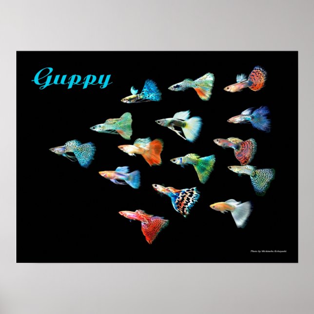 PÓSTER グッピーのポスター (Frente)