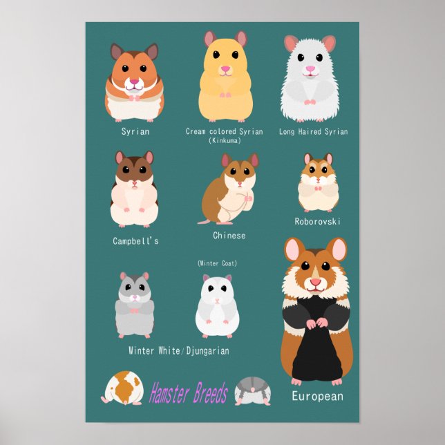 Póster ハ ム ス タ の 種 類 snihtsni (Frente)