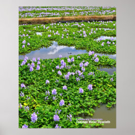 PÓSTER ホ テ ア オ イ