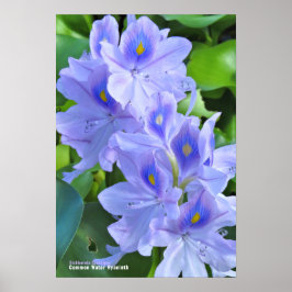 PÓSTER ホ テ ア オ イ