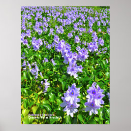 PÓSTER ホ テ ア オ イ