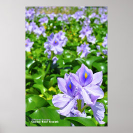 PÓSTER ホ テ ア オ イ ポ ス `