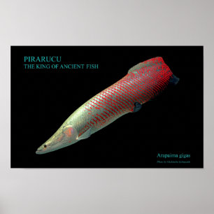 PÓSTER ル・の ポ ス タ