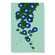 朝 顔, 青 磁 色, Asagao, Gloria matutina, verde poco pr