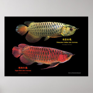 Póster 金と赤のAsian Arowana