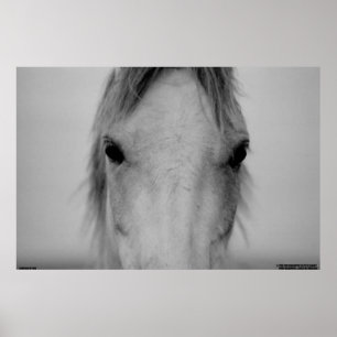 PÓSTER 003