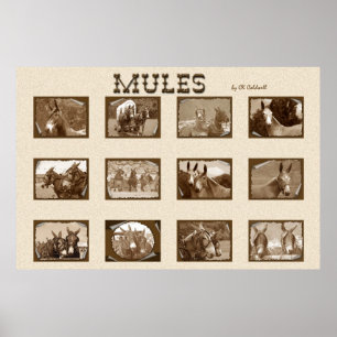 Póster 12 Mules