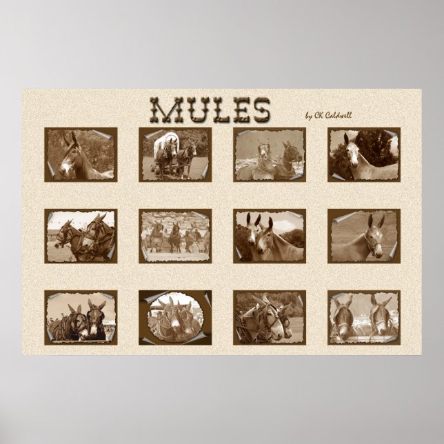 Póster 12 Mules (Frente)