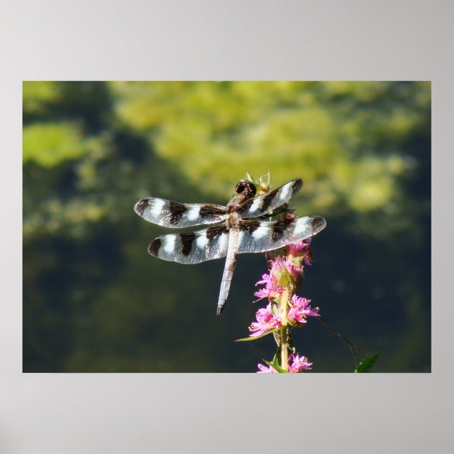 Póster 12 Skimmer Dragonfly (Frente)