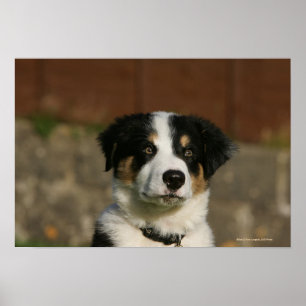 Póster 12 Week Old Border Collie Puppy Headshot