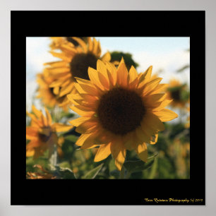 Póster 12X12 Gran Hermoso Poster de girasol
