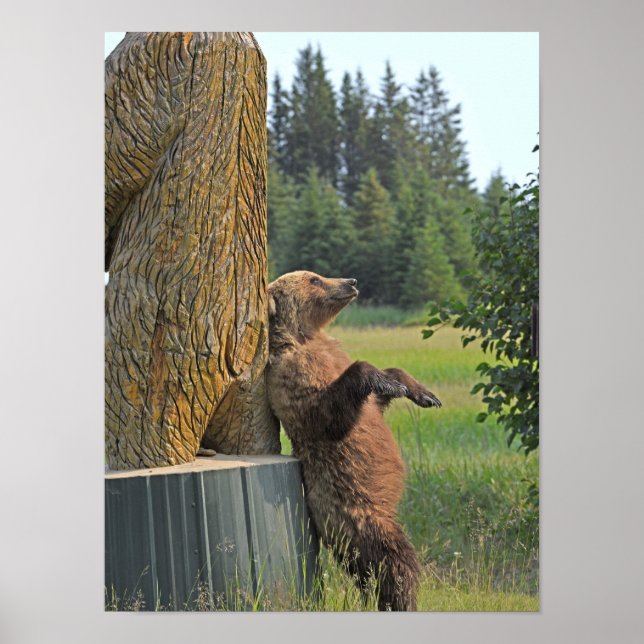 Póster 12x16 Poster de oso pardo (Frente)