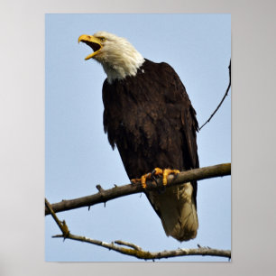 Póster 12x16 Poster (Matte) con águila