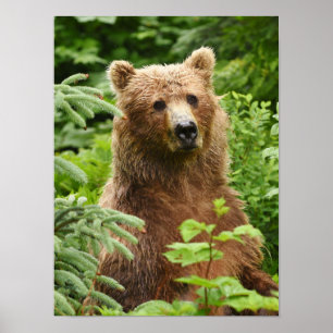 Póster 12x16 Poster (Matte) con oso pardo