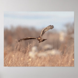 Póster 14x11 Northern Harrier