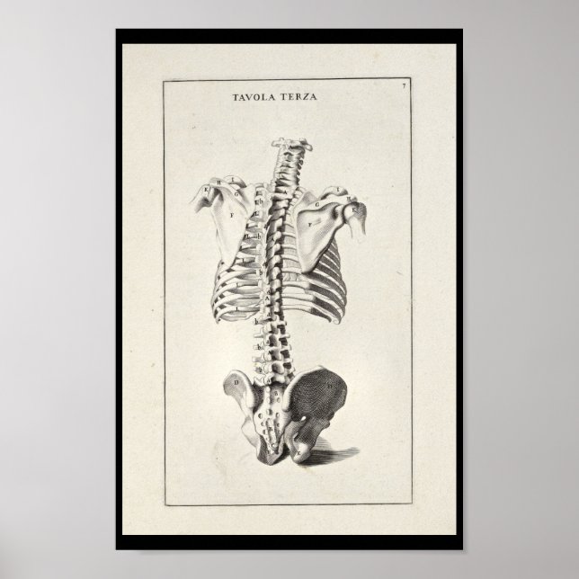 Póster 1691 Anatomía artística Skeleton Spine Art Print (Frente)