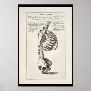 Póster 1691 Artistic Anatomy Skeleton Spine Art Print
