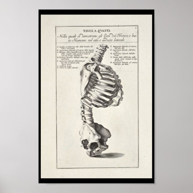 Póster 1691 Artistic Anatomy Skeleton Spine Art Print (Frente)