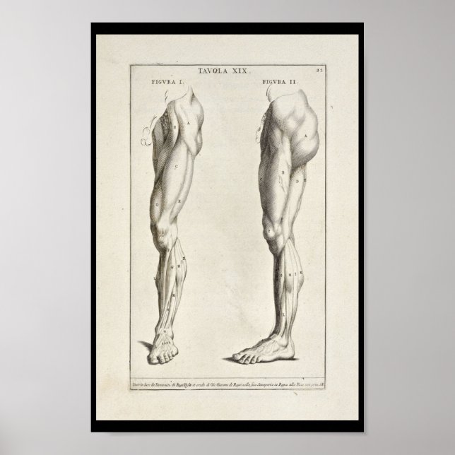 Póster 1691 Músculos artísticos de la pierna de anatomía  (Frente)