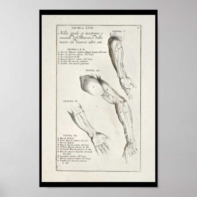 Póster 1691 Músculos artísticos del brazo de anatomía art (Frente)