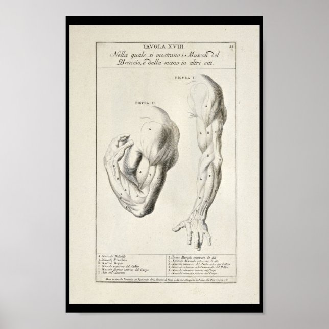 Póster 1691 Músculos artísticos del brazo de anatomía art (Frente)