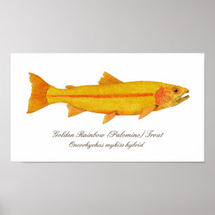 Póster 16" X12", papel de poster del valor (mate)