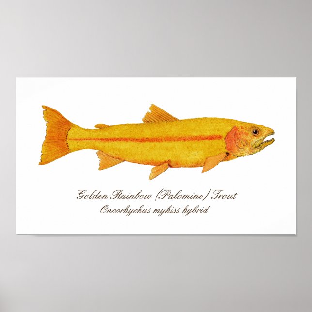 Póster 16" x 12", papel Poster de valor (mate) (Frente)